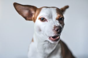 What To Do If You Have Been Bitten by a Dog in Arizona?